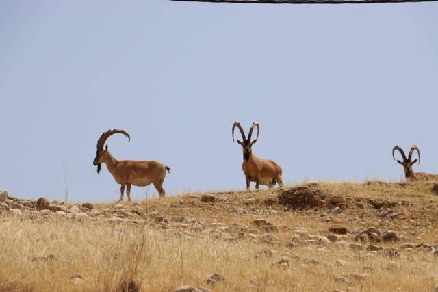 آغاز سرشماری پستانداران شاخص در مناطق تحت مدیریت محیط زیست خوزستان