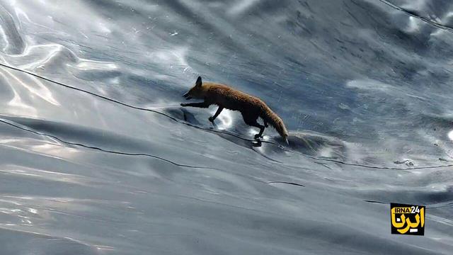 فیلم/ تقلای روباه برای نجات
