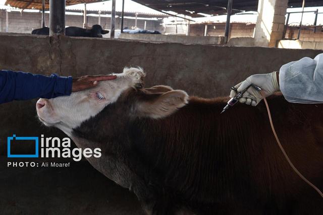 ۳.۲ میلیون دز واکسن سویه جدید تب برفکی توزیع شد 