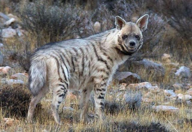 مشاهده یک قلاده کفتار راه‌راه در دماوند