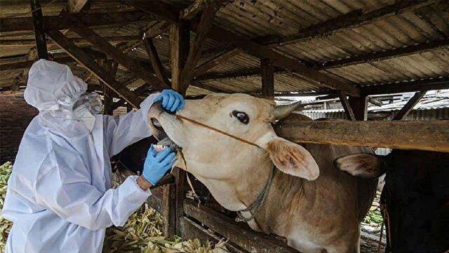 تامین بیش از ۱۶۷ هزار دُز واکسن تب برفکی در کرمانشاه/ بیماری تحت کنترل است