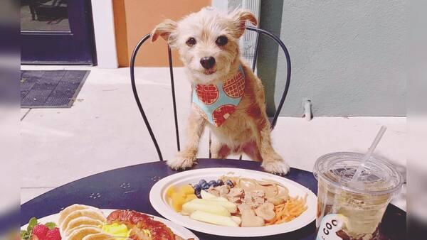 وقتی پتها از صاحبشان لاکچریتر زندگی میکنند!