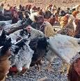 کارآفرینی خانواده یزدی که نژاد مرغ بومی را متحول کرد