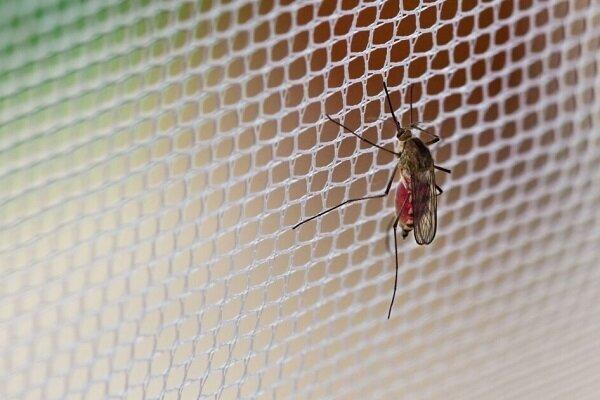 شناسایی ۲۱۲ فرد مبتلا به تب دنگی در هرمزگان