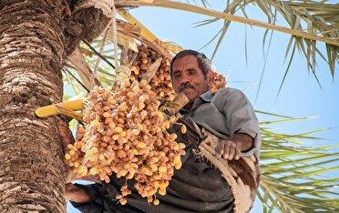 صادر شدن ۳۰درصد خرمای قصرشیرین به خارج از کشور