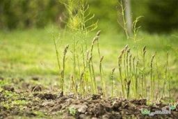 کشت بیشترین مارچوبه استان در نهاوند