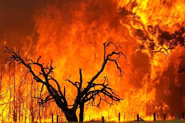 دلایل انسانی در صدر عوامل آتش‌سوزی جنگل‌های زاگرس و مازندران