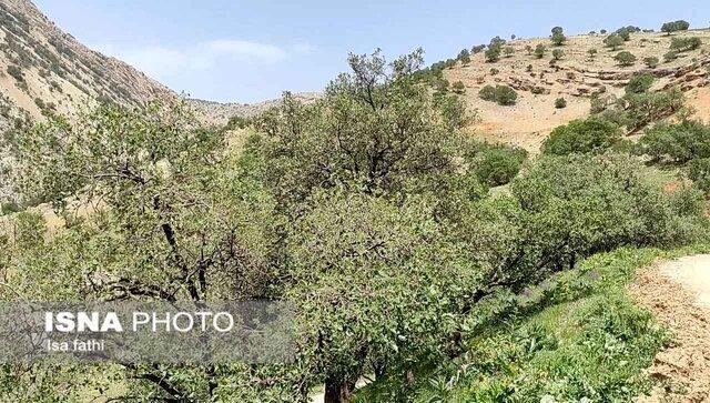 رئیس اداره جنگل‌داری استان: جنگل‌های کرمانشاه علائم خشکیدگی ندارند