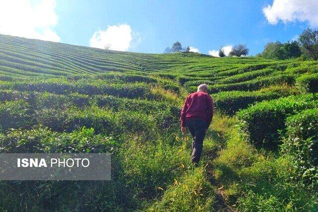 پرداخت تسهیلات ۴ درصد برای احیای باغات چای رها شده