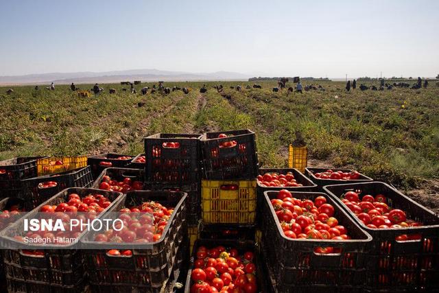 افزایش قیمت گوجه موقتی است/ تکذیب شایعه پرتقال تزریقی