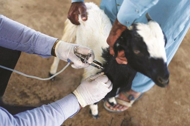 طاعون دامداری بی‌خطر برای انسان