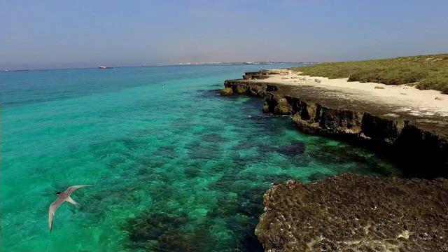 اقامت در جزیره مارها، ممنوع! |نگران نباشید، مارها به سطح زمین نمی آیند + فیلم