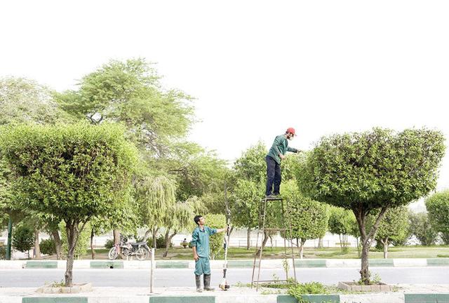 گیاهان مهاجم خوره جان شهرهای ایران