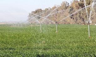 تولید سالانه ۵۳ هزار تن محصولات گلخانه‌ای در خراسان رضوی