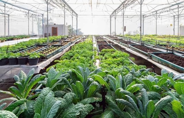 ۲۵۰ هکتار گلخانه در شهرک گلخانه‌ای مغان بهره‌برداری شد