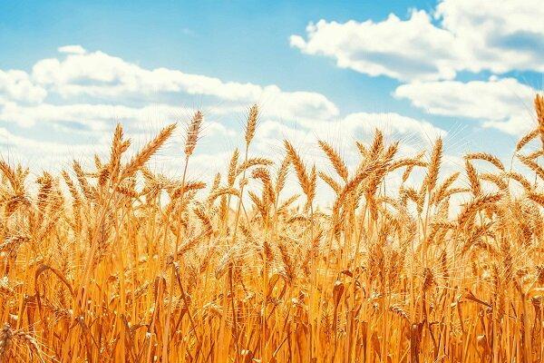 اینفوگرافیک؛ کشت گندم در سیستان و بلوچستان