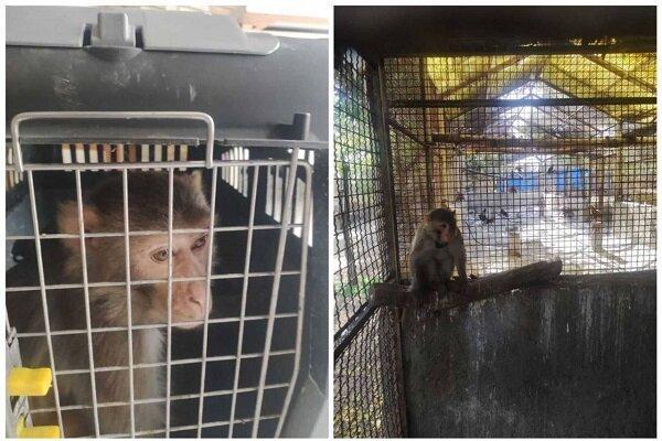 یک قلاده میمون زروس از منزل مسکونی در خمینی‌شهر کشف شد