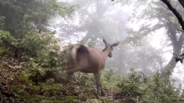 برنامه‌های جدید برای حفاظت و بهره‌برداری از منابع ژنتیکی حیات‌وحش