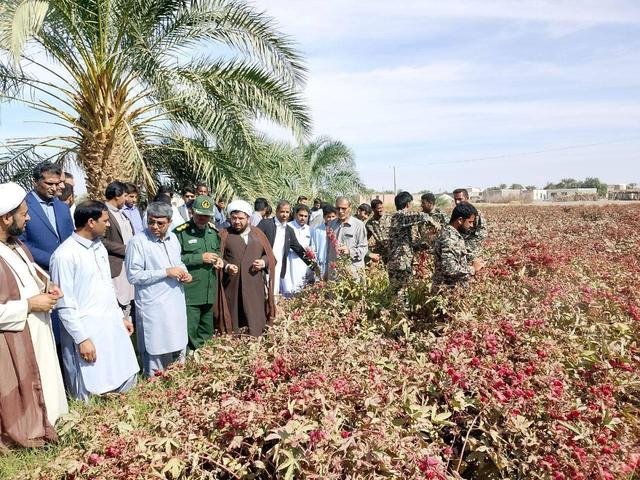 نخستین جشنواره فرهنگی- گردشگری «چای ترش» در دلگان برگزار شد