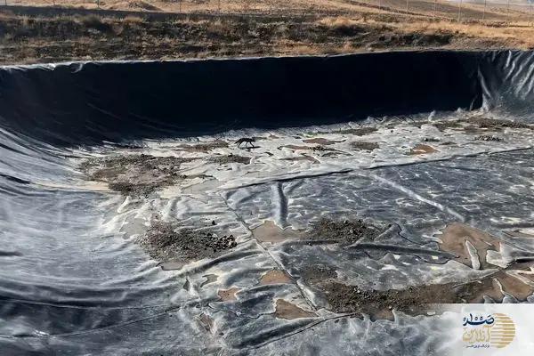 ببینید/ اقدام تحسین‌برانگیز اهالی خلخال؛ روباه گرفتار نجات پیدا کرد