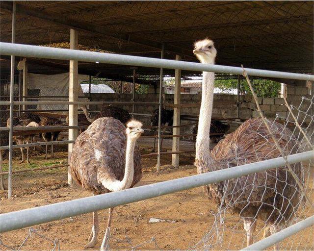 ظرفیت تولید گوشت شترمرغ در کهگیلویه و بویراحمد ۱۰۰ تن در سال افزایش می‌یابد