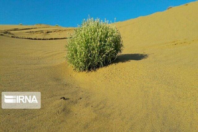 احیای طبیعی بیابان‌های اهواز با مدیریت رواناب