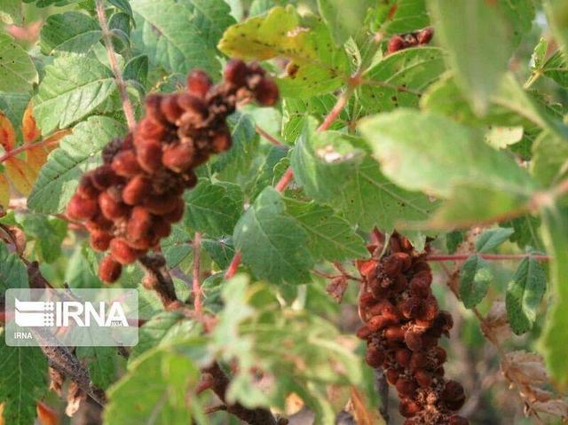 رونق تولید سماق گناباد نیازمند توسعه صنایع تبدیلی است