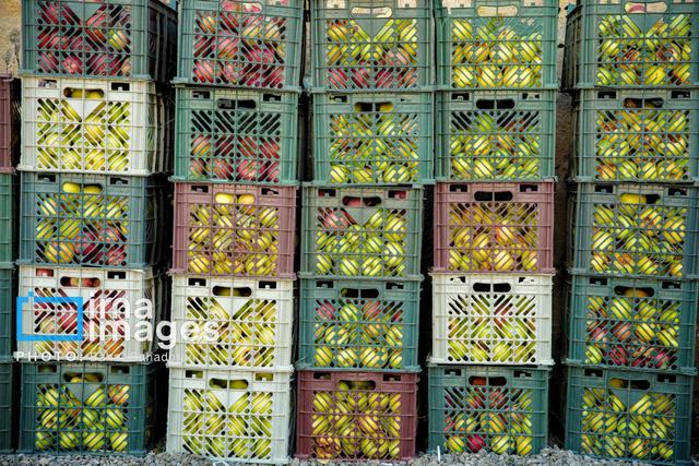 جذب ۱۹ سرمایه گذار در بخش کشاورزی همدان/ ضرورت ایجاد صنایع تبدیلی در نهاوند