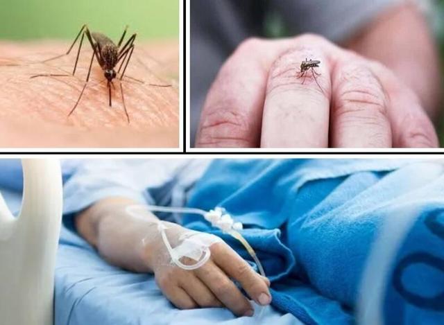 چگونه ایران میتواند زنجیره انتقال پشه «آئدس» را بشکند؟