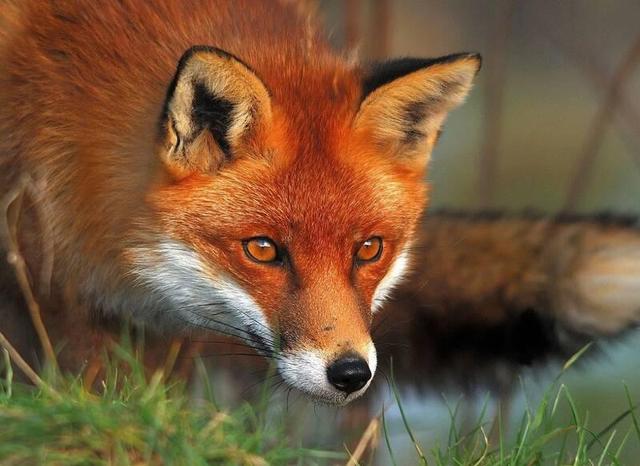 فیلم/ نجات روباه گرفتار از استخر ذخیره آب در خلخال