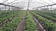 بهره برداری از ۲۵۰ هکتار گلخانه در شهرک گلخانه‌ای مغان