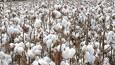 برداشت پنبه از مزارع بشرویه + فیلم