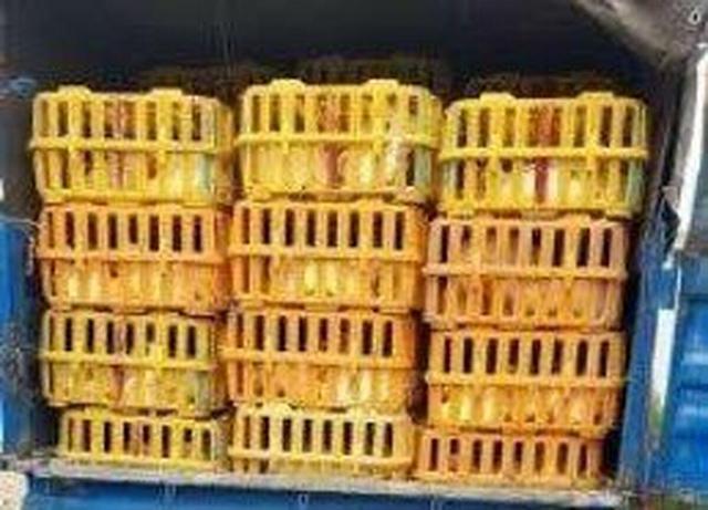 کشف ۳۷۰۰ قطعه طیور فاقد مجوز در رضوانشهر