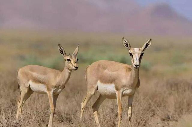 تأکید بر افزایش جمعیت آهو در دشت مغان