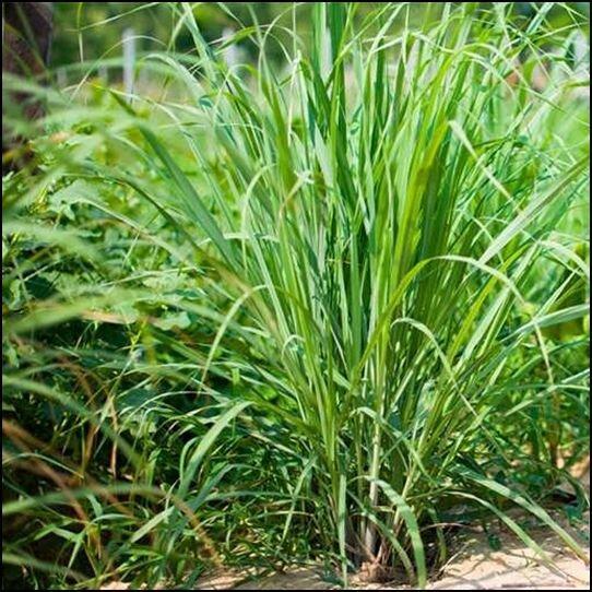 آغاز کشت گیاهان دارویی علف لیمو در ابوغویر دهلران