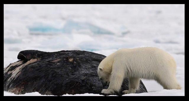 خرس ۳۰۰ کیلویی در حال خوردن نهنگ ۴۰ هزار کیلویی؛ عکس برگزیده ۲۰۲۵ نشنال جئوگرافیک