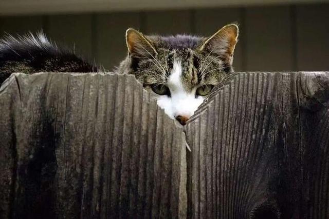 جاسوسی حیوانات برای دولتها ؛ از گربه تا کلاغ و دلفین + ویدئو