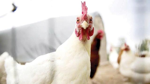 کمبوده نهاده، مشکلی اصلی مرغ‌داران
