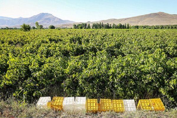 ملایر پایلوت اجرای طرح توسعه انگور کشور شد