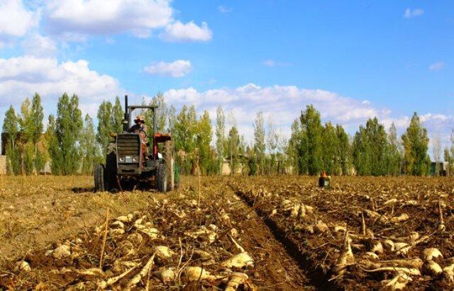 اصغری: ۲ میلیون تن چغندر قند در آذربایجان غربی برداشت می شود