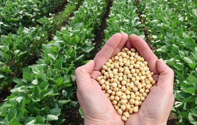 ارزش سالانه بذرهای تولید داخل بیش از دو میلیارد دلار برآورد شد