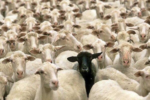 کشف ۵۰۰ راس دام قاچاق در هیرمند؛ ۲ نفر دستگیر شدند