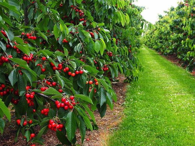 تولید ۱.۵ میلیون تن میوه در آذربایجان‌غربی/کشت گلخانه‌ای سپر ملی برای بحران تغییر اقلیم