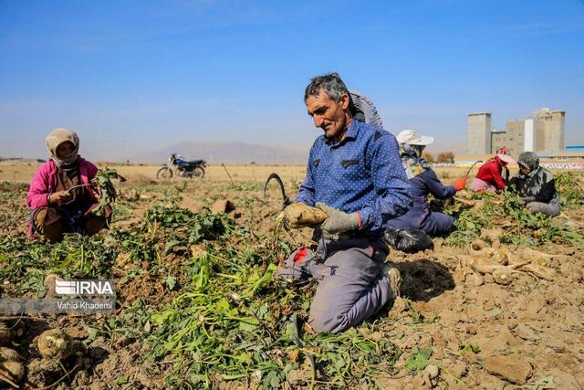 شیرین‌کاری کشاورزان آذربایجان‌غربی؛ ۲ میلیون تن محصول چغندرقند برداشت شد