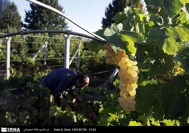 معاون وزیر: ملایر پایلوت اجرای طرح توسعه انگور کشور شد