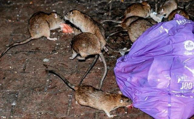 موش‌ها این شهر را به تصرف خود درآوردند! +ویدیو