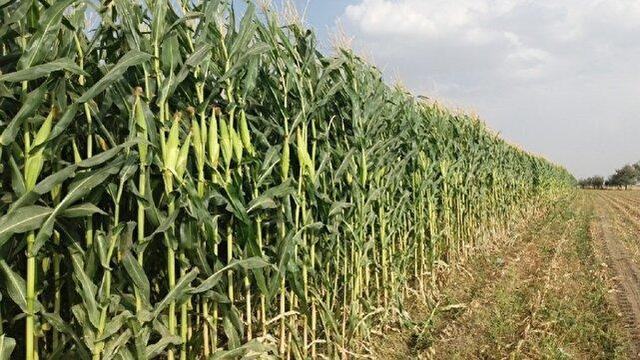 آغاز برداشت بیش از ۶۰۰ تن ذرت علوفه‌ای در بشرویه