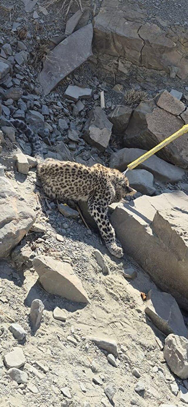 نجات یک بچه پلنگ در بشاگرد