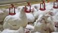 چرا مرغ وزن نمی‌گیرد؟/ جوجه‌ریزی ادامه دارد، اما نهاده نیست
