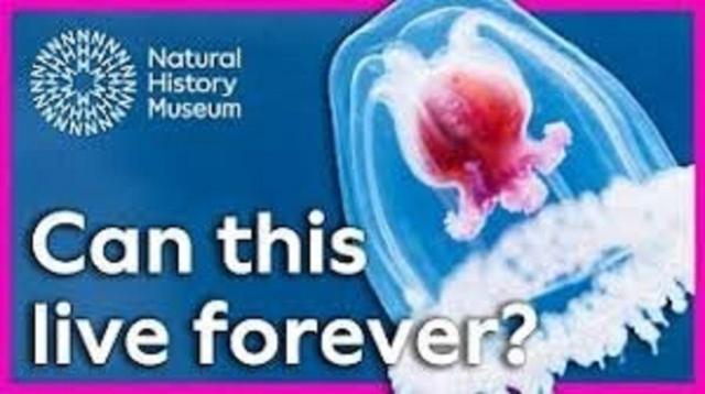 حیواناتی که نمی‌میرند: راز جاودانگی علمی